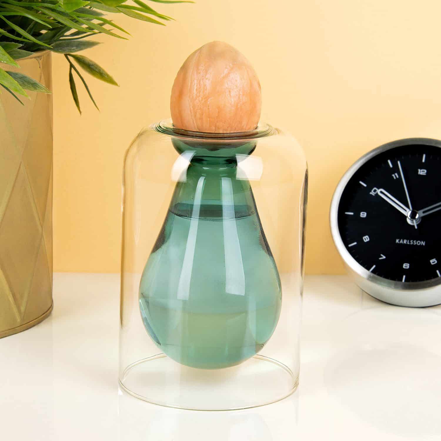 Avocado Keimvase