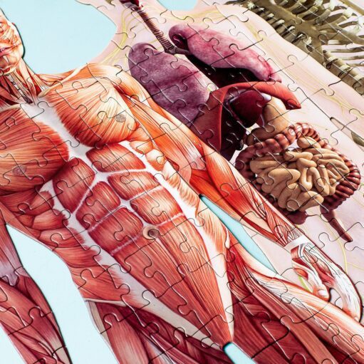 Puzzle Anatomie des Menschen (303 Teile)