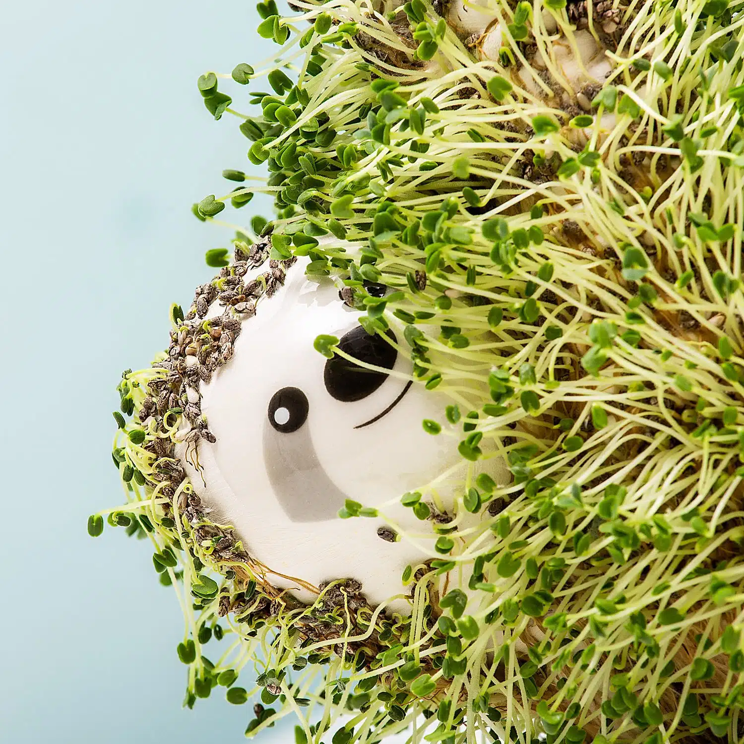 Faultier-Blumentopf mit Samen