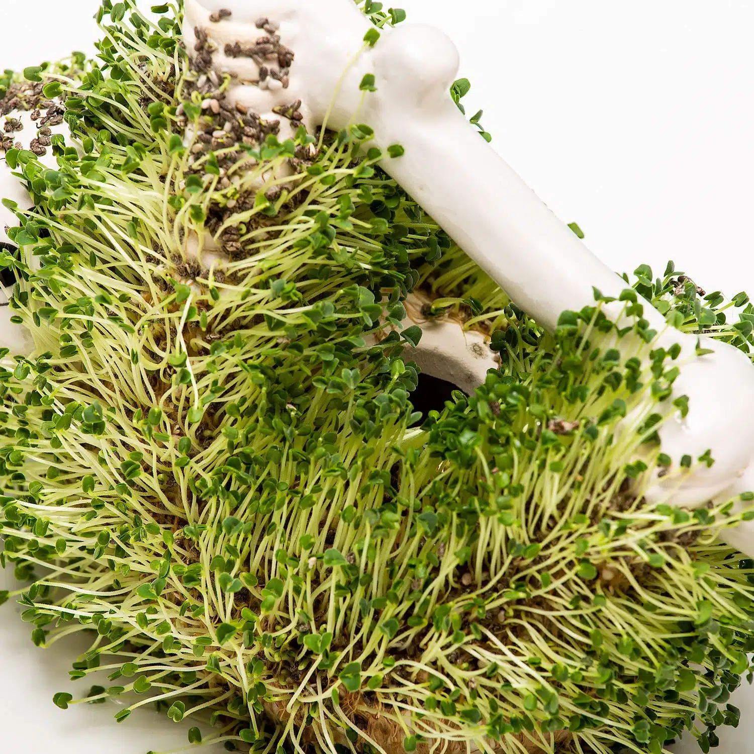 Faultier-Blumentopf mit Samen