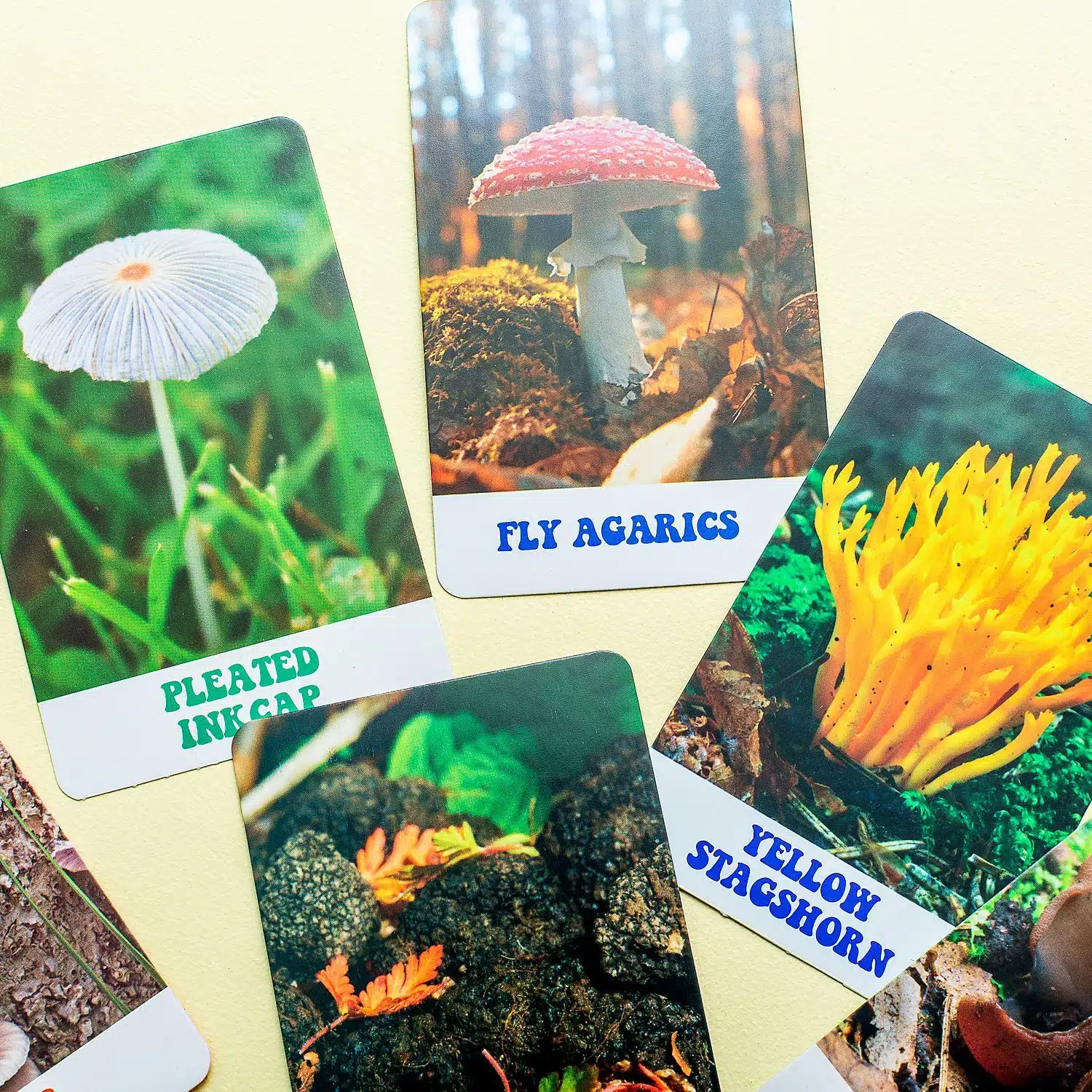 The Wonderful World of Mushrooms Karten