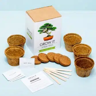 Set zum Züchten eines eigenen Bonsai-Baums