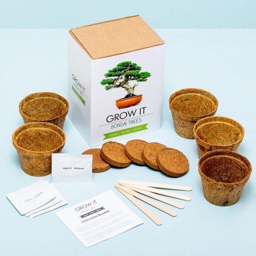 Set zum Züchten eines eigenen Bonsai-Baums