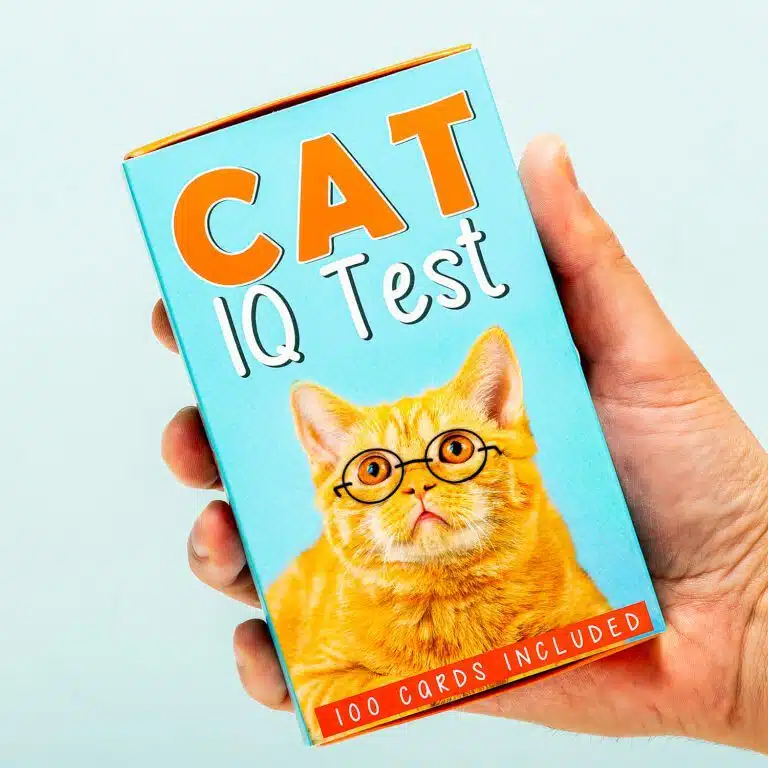 Katzen IQ-Test
