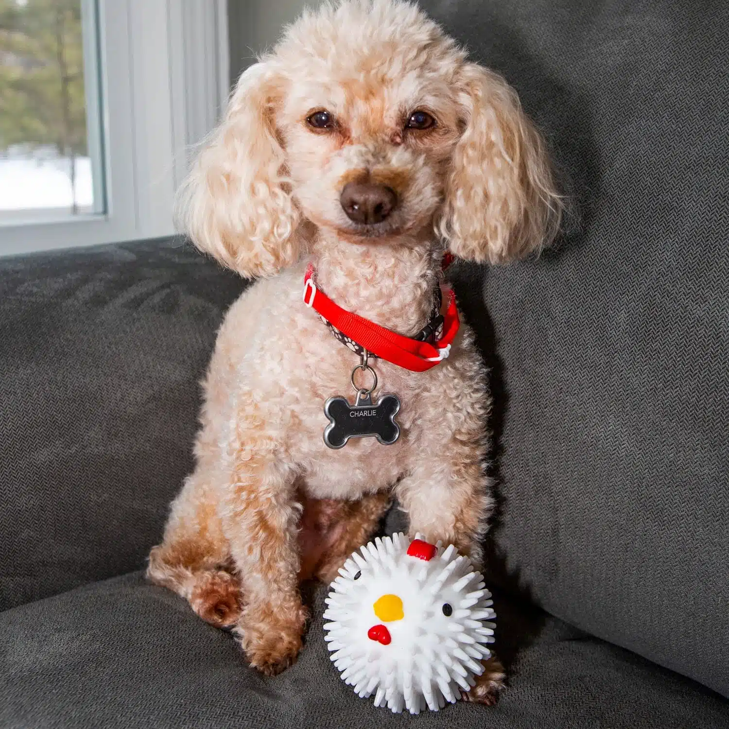 Quietschball für Hunde mit Geruch