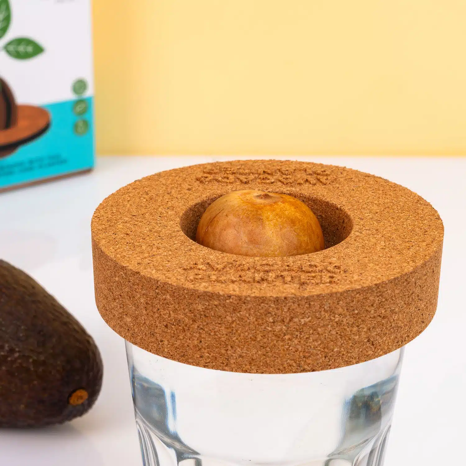 Kork Keimset für Avocados