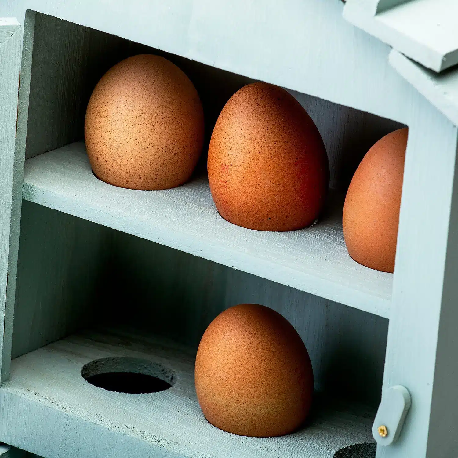 Hühnerstall Eierhalter