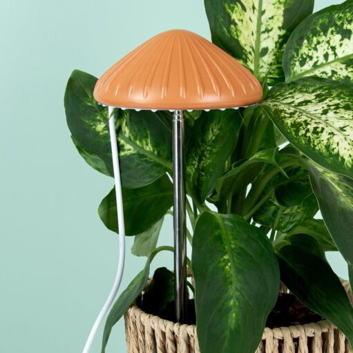 Pilz-Pflanzenlampe