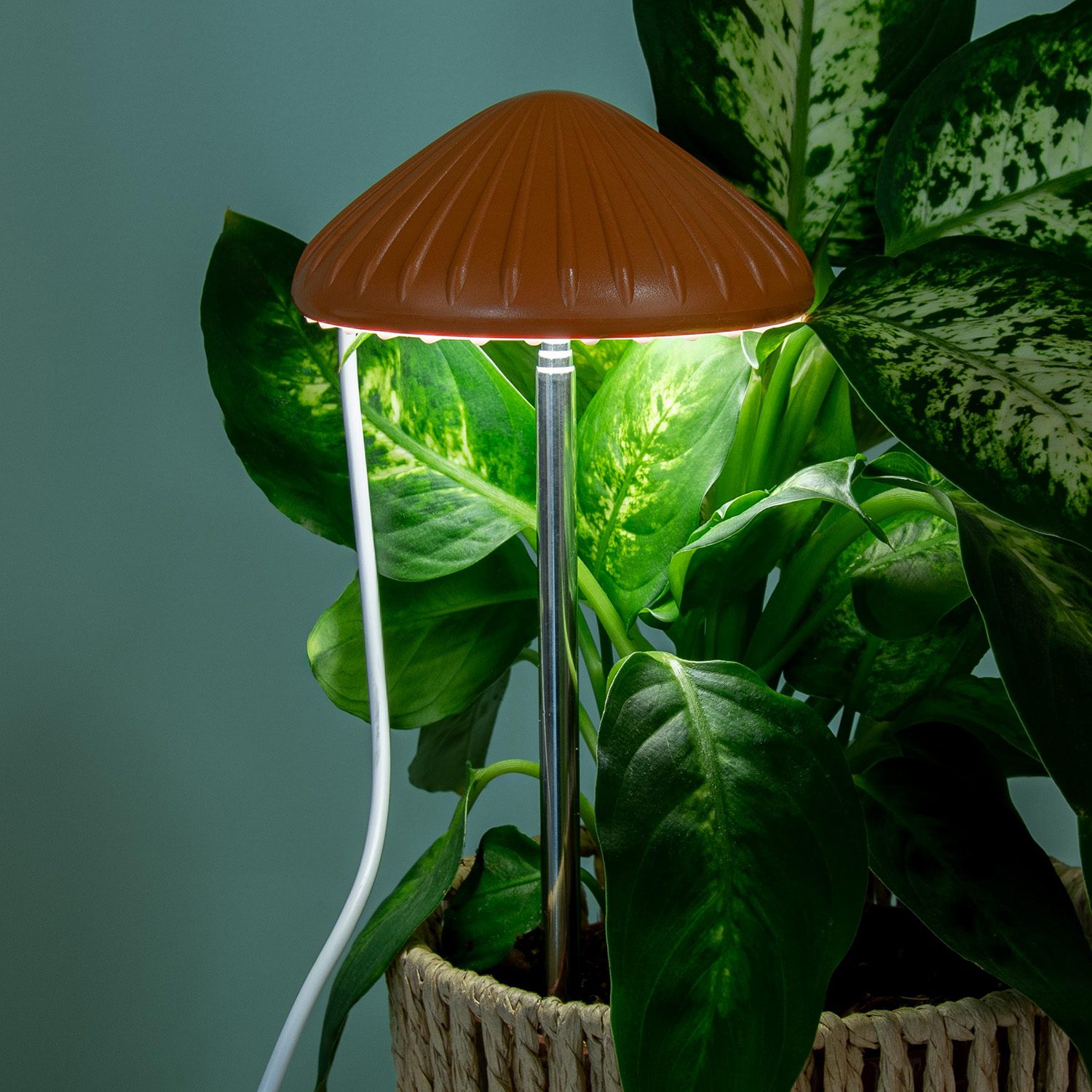 Pilz-Pflanzenlampe