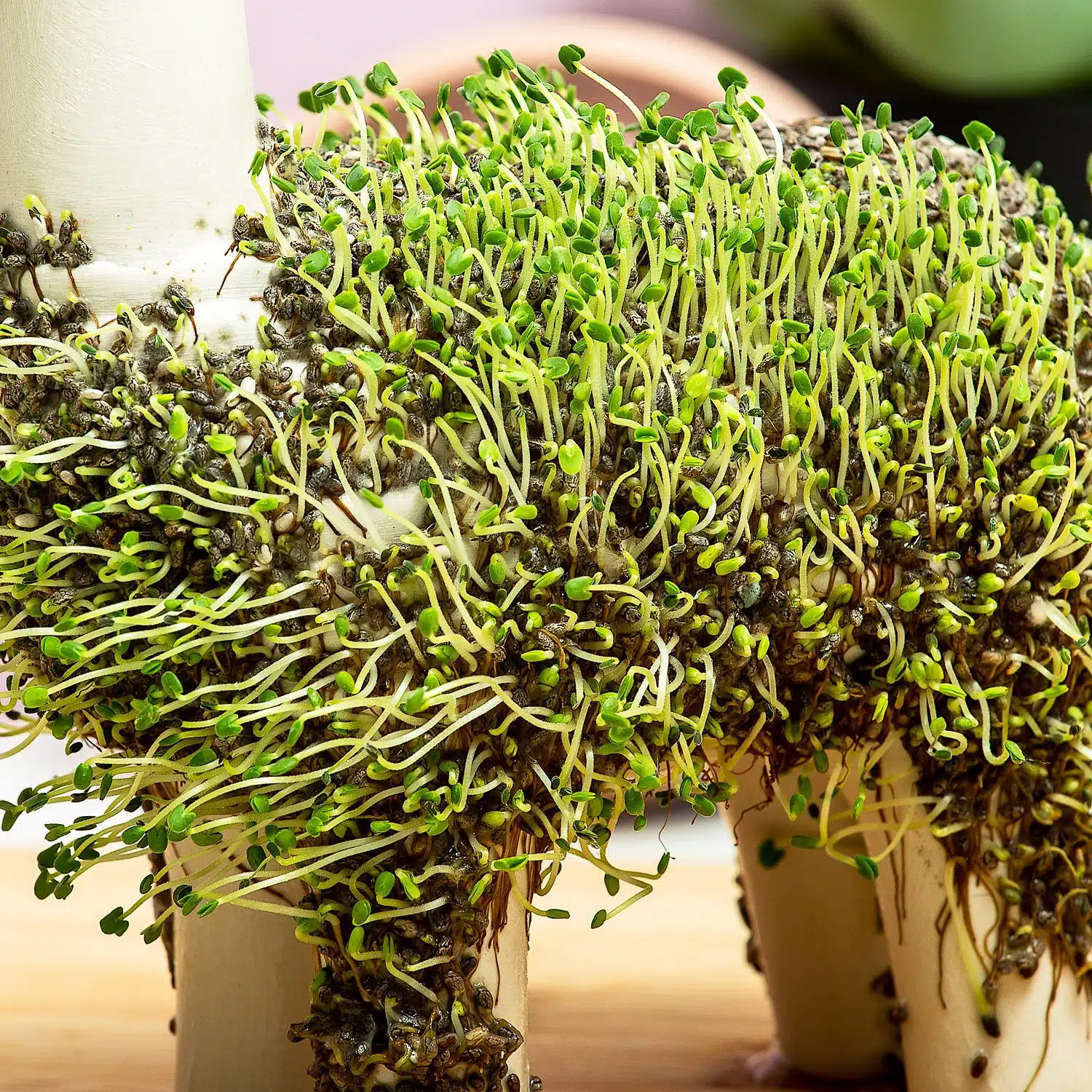 Lama-Blumentopf mit Samen