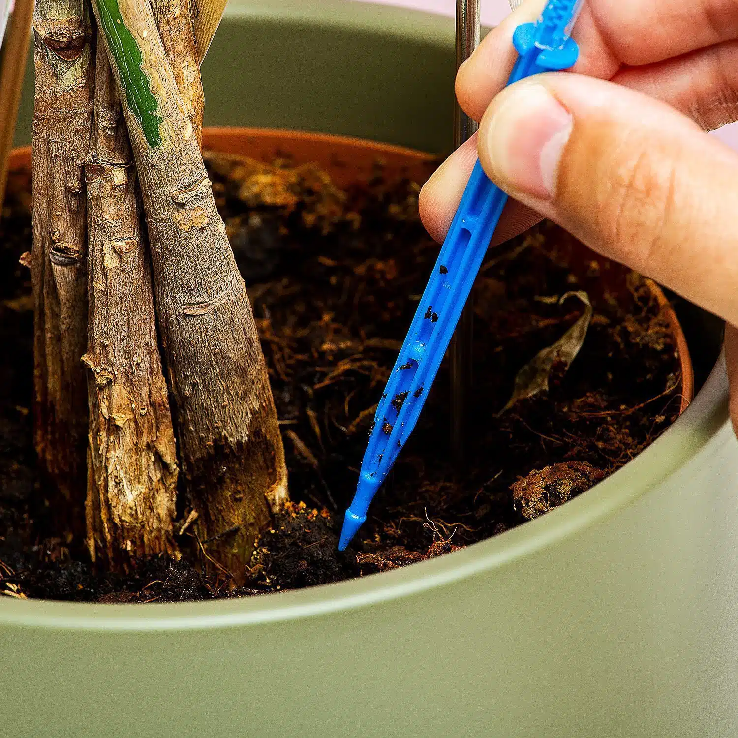 Infusionsbeutel-Bewässerungssystem für Pflanzen