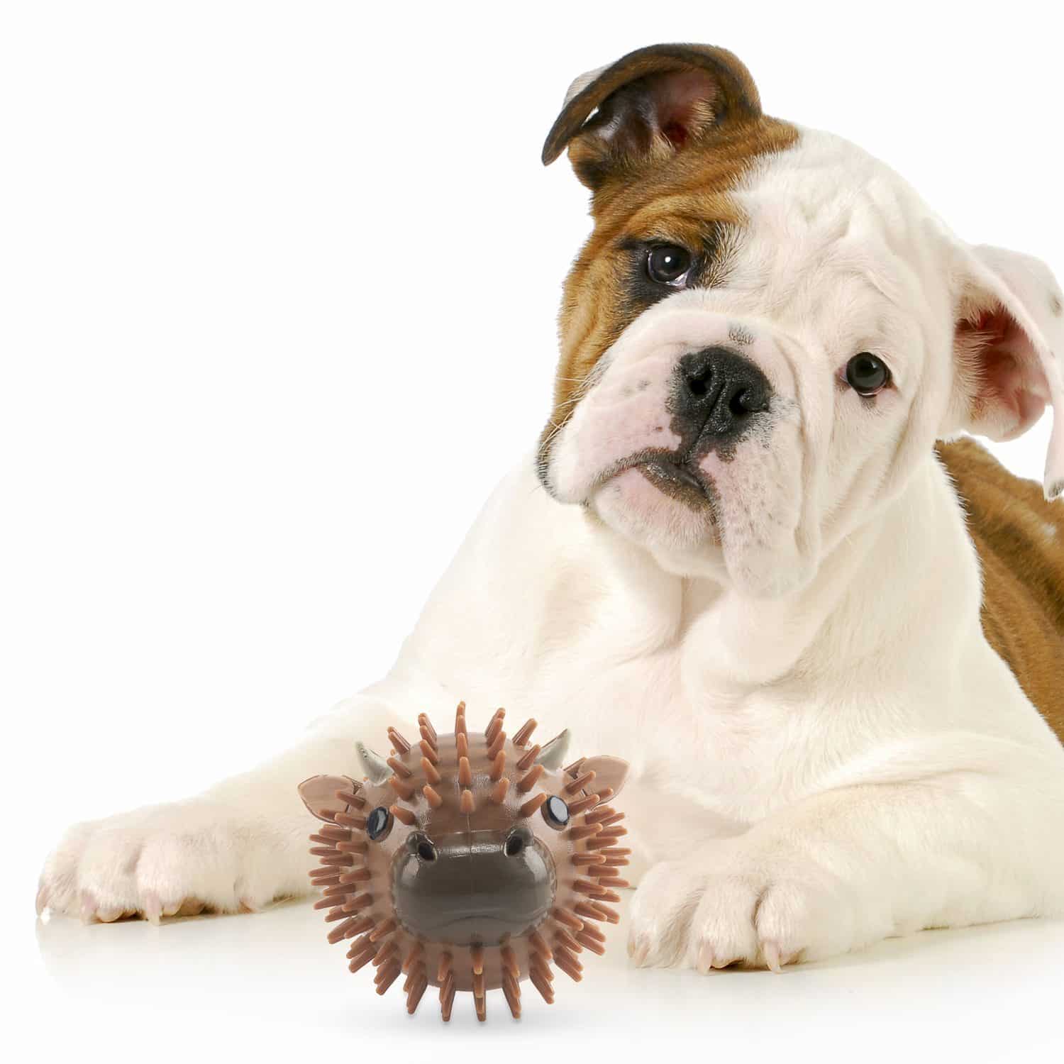 Quietschball für Hunde mit Geruch