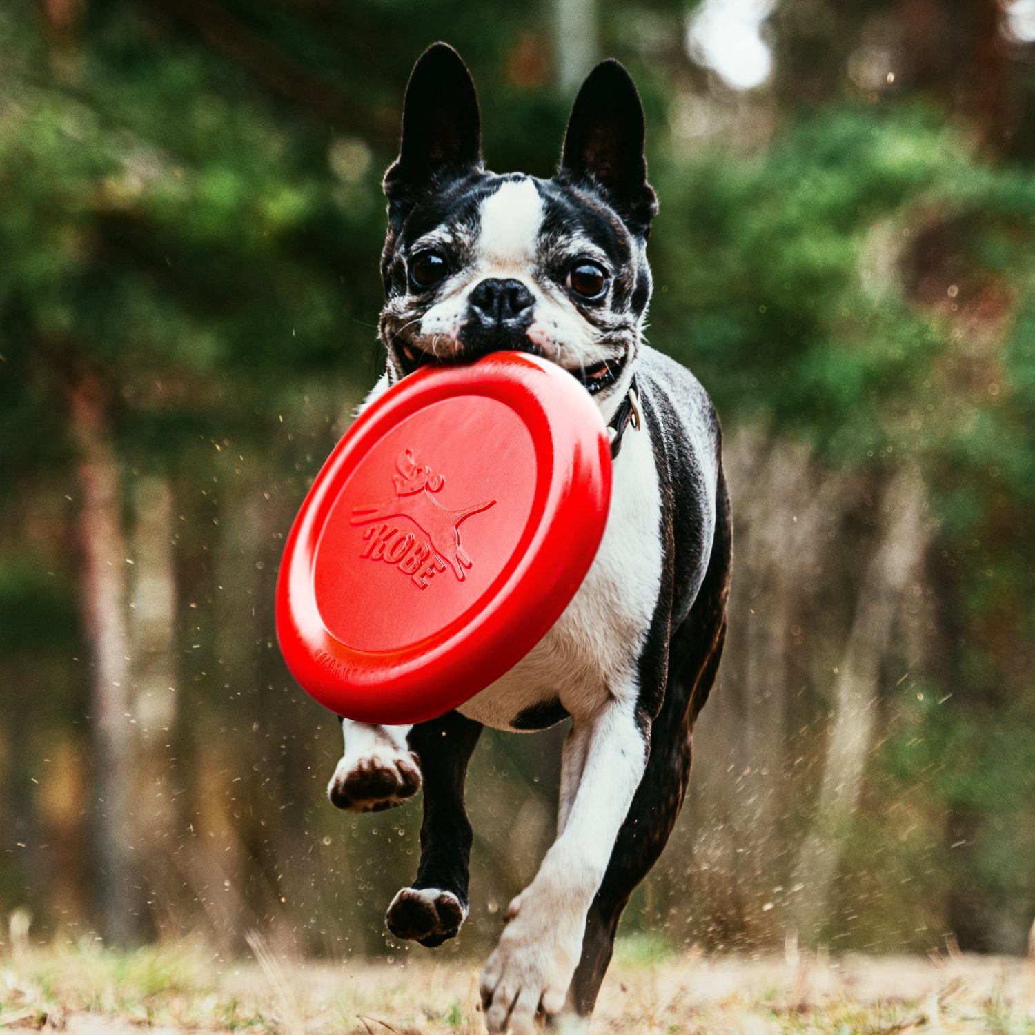 Frisbee für Hunde mit Speckduft