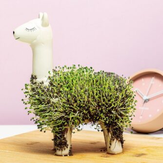 Lama-Blumentopf mit Samen